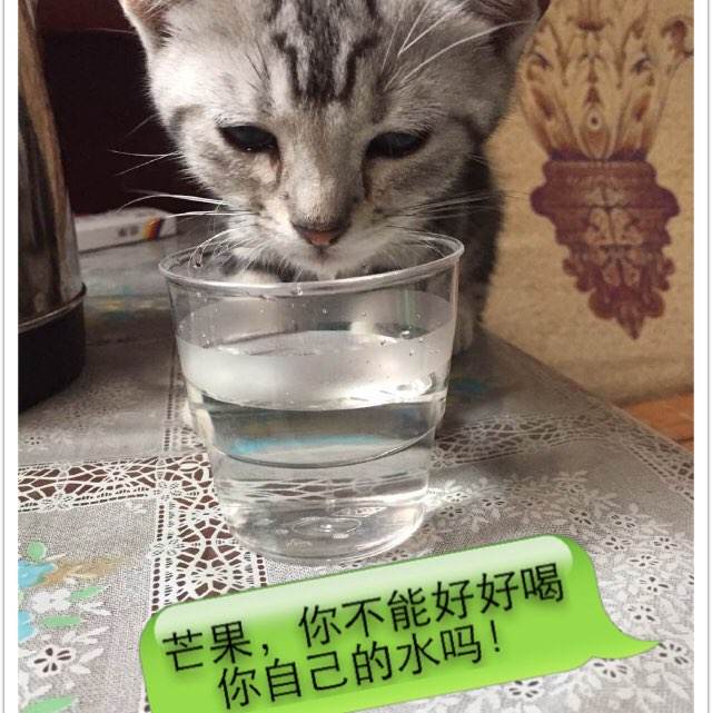 高等商业学院硕士毕业证
